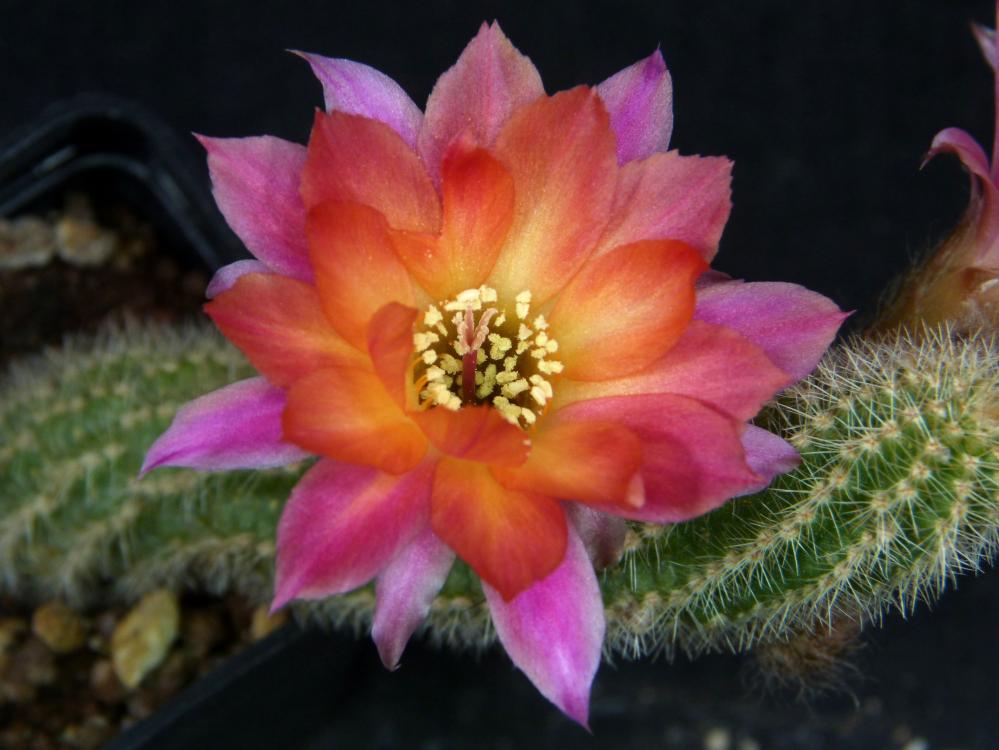 Chamaecereus